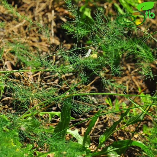 Asparagaceae-Kuşkonmazgiller