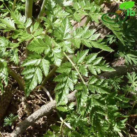 Apiaceae-Maydanozgiller