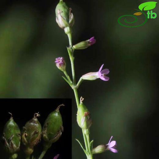 Silene confertiflora