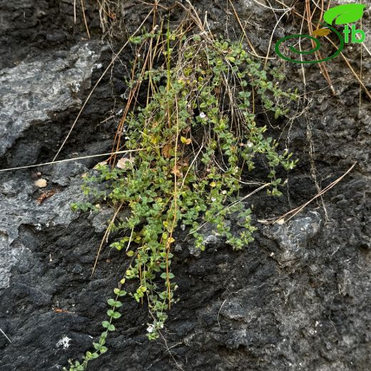 Micromeria aybalae