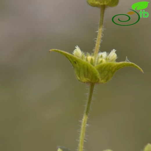 Sideritis pisidica