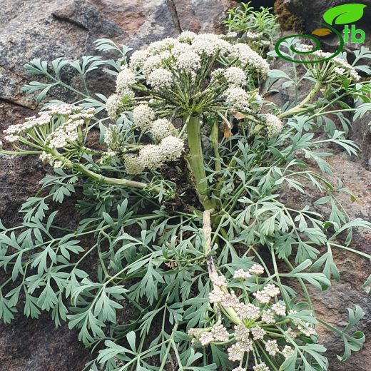 Apiaceae-Maydanozgiller