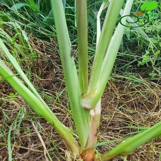 Echinochloa-Darıcan