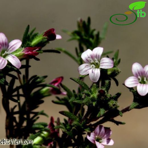 Jordania frankenioides