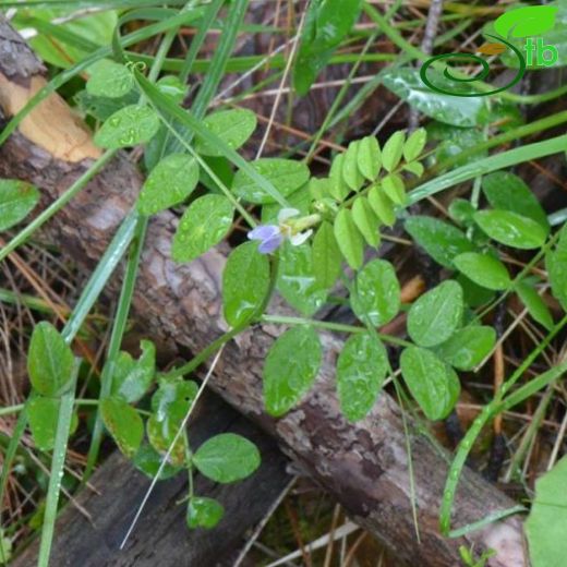 Vicia barbazitae