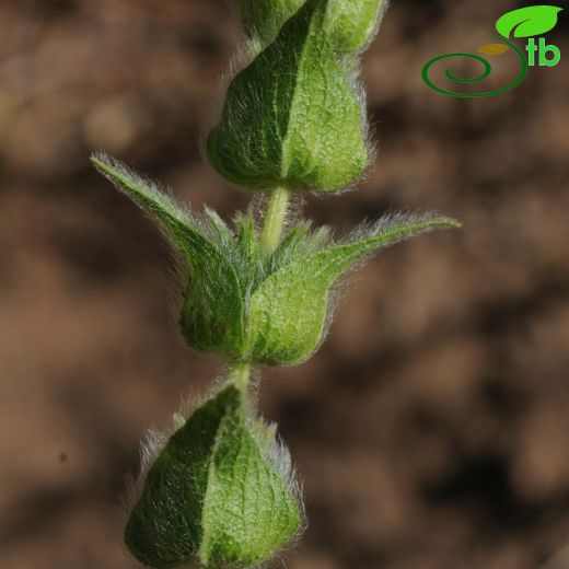 Sideritis perfoliata