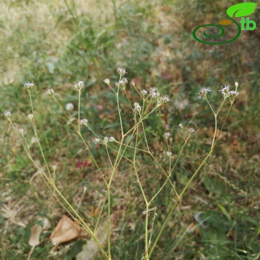 Gypsophila osmangaziensis