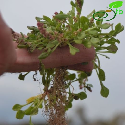 Rumex bucephalophorus