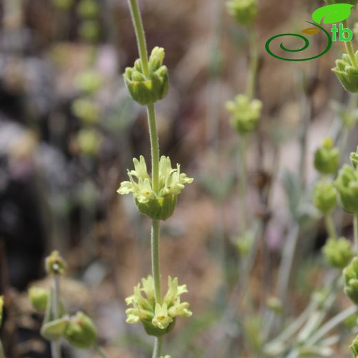 Sideritis niveotomentosa