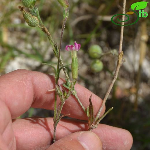 Silene subconica