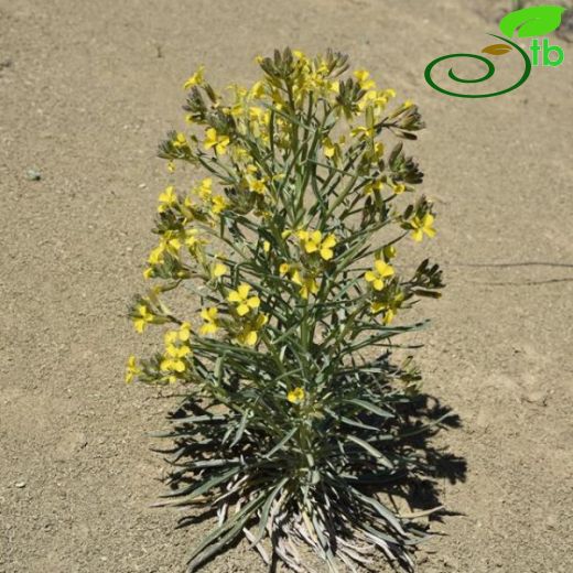 Erysimum pycnophyllum