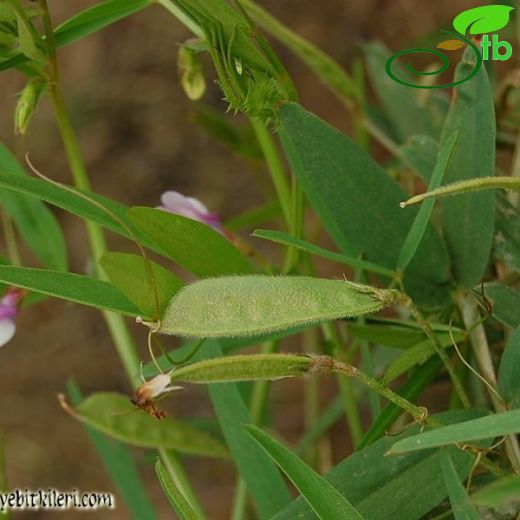 Vicia bithynica