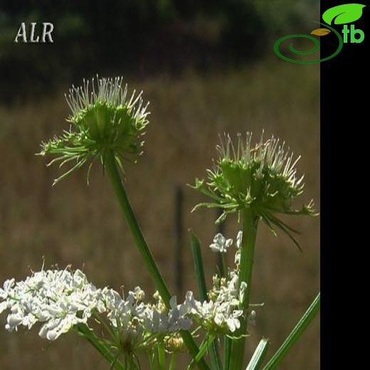 Oenanthe pimpinelloides