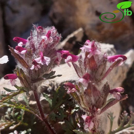 Pedicularis-Kesgerotu