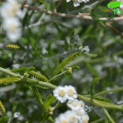 Asteraceae-Papatyagiller