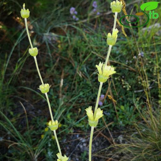 Sideritis germanicopolitana