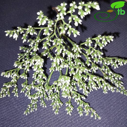 Plumbaginaceae-Kardikenigiller