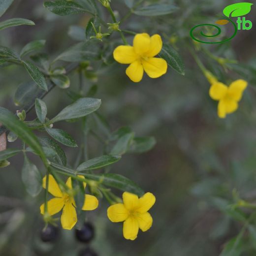 Jasminum-Yasemin