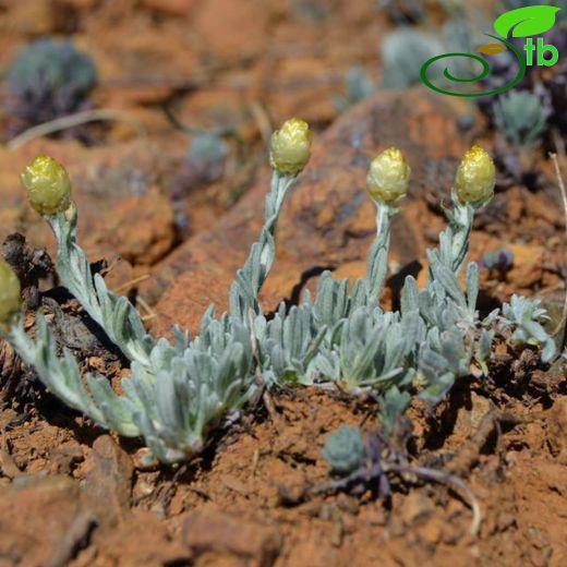 Helichrysum yurterianum