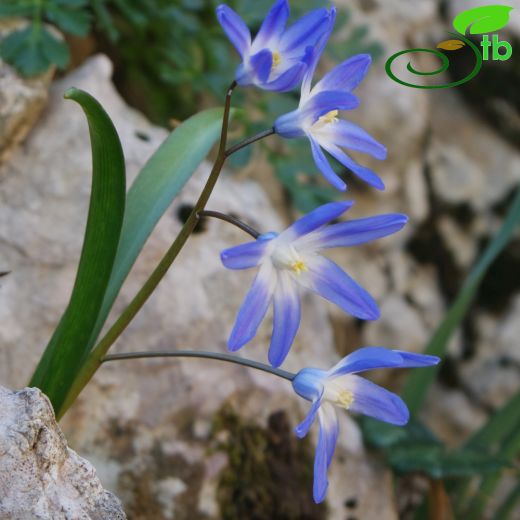 Chionodoxa siehei