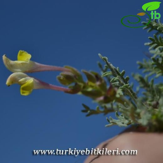 Subsp. pinnatifida