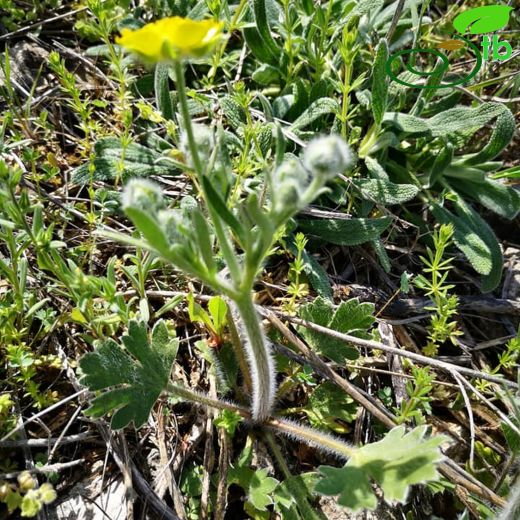 Ranunculus argyreus