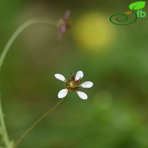 Saxifragaceae-Taşkırangiller