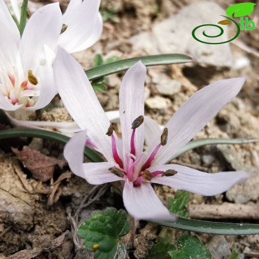 Colchicaceae-Acıçiğdemgiller