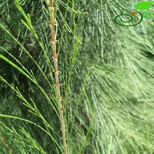 Casuarina equisetifolia