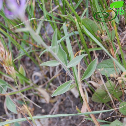 Campanulaceae-Çançiçeğigiller