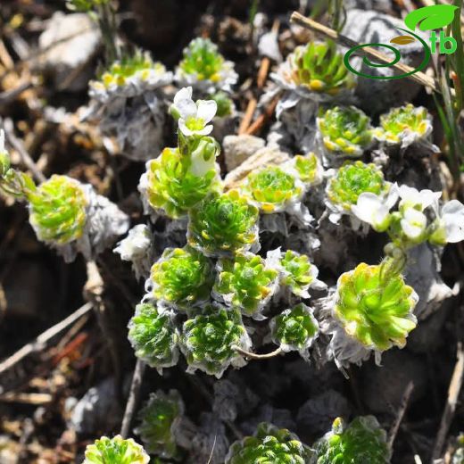 Arabis androsacea