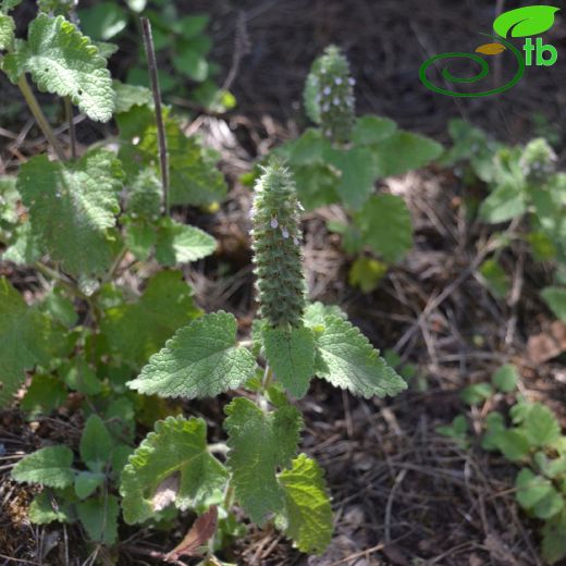 Teucrium-Kısamahmut