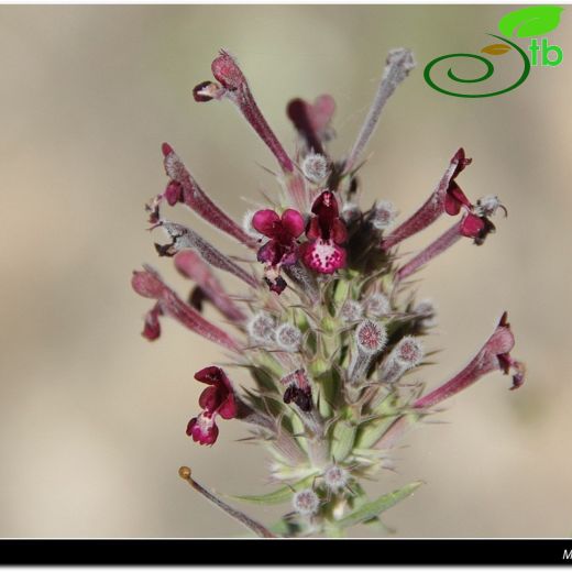 Nepeta trachonitica