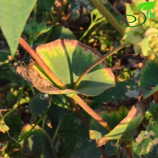 Bupleurum rotundifolium