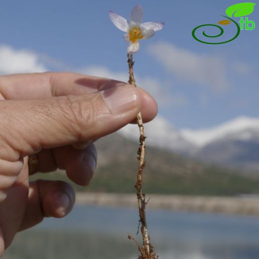 Crocus punctatus