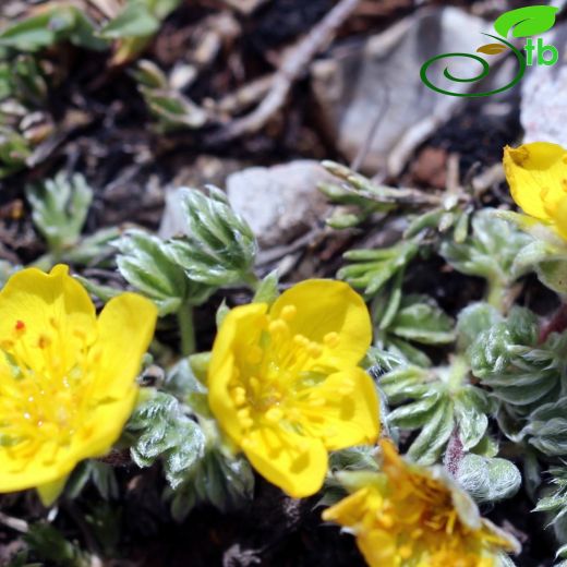 Potentilla pulvinaris