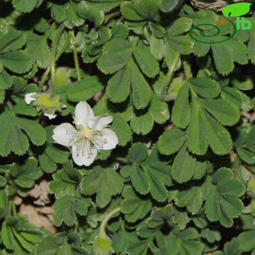 Potentilla lignosa