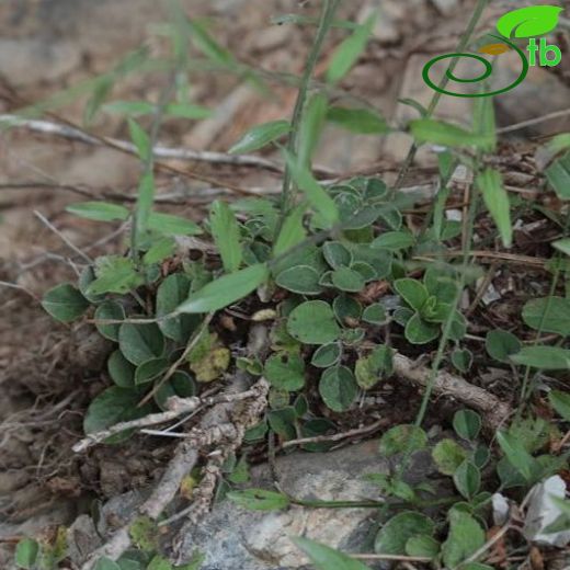 Stachys diversifolia