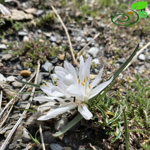 Colchicum atticum