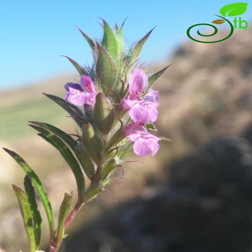 Stachys melampyroides