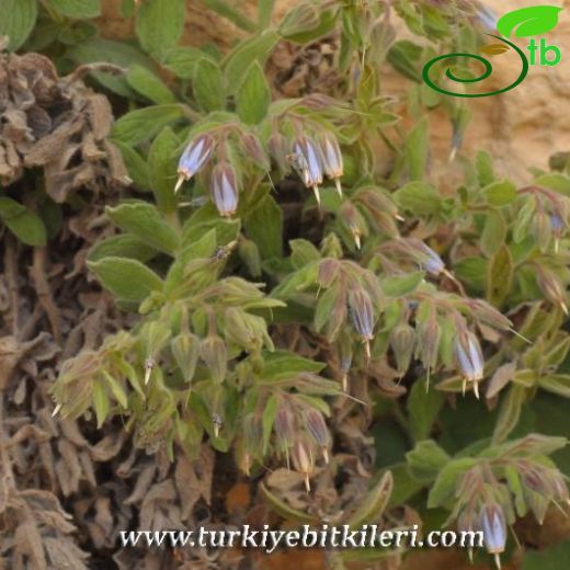 Onosma orientalis