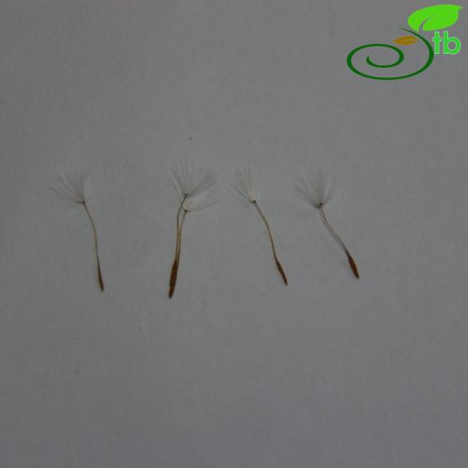 Crepis setosa