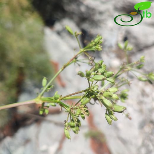 Peucedanum akalinae