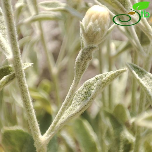Inula-Andızotu