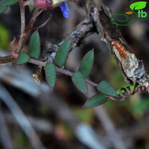 Vicia cretica