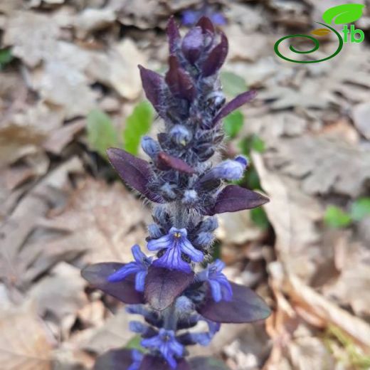 Ajuga reptans