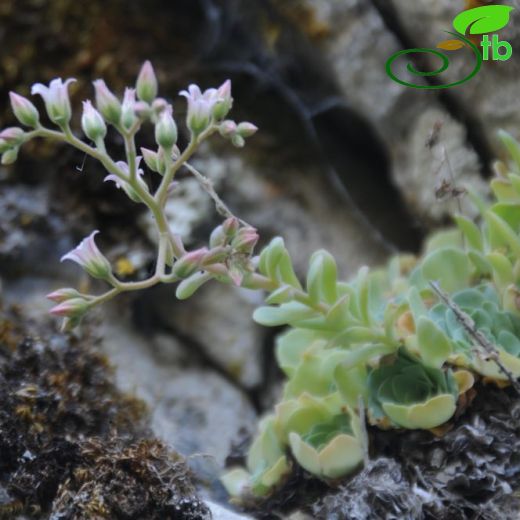 Rosularia libanotica