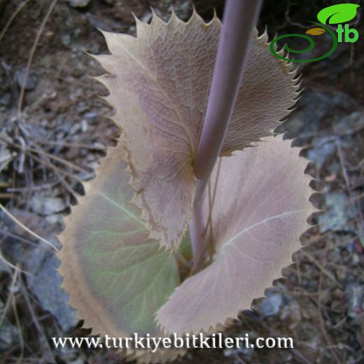 Eryngium thorifolium