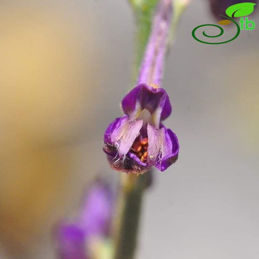 Delphinium cilicicum