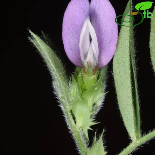 Vicia bithynica